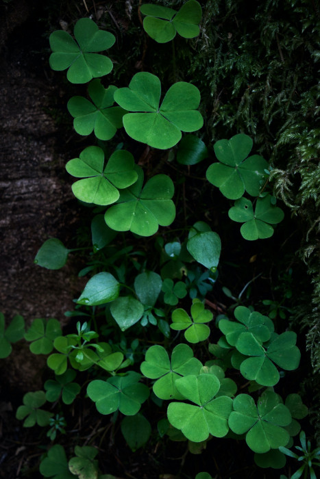 Lucky clovers